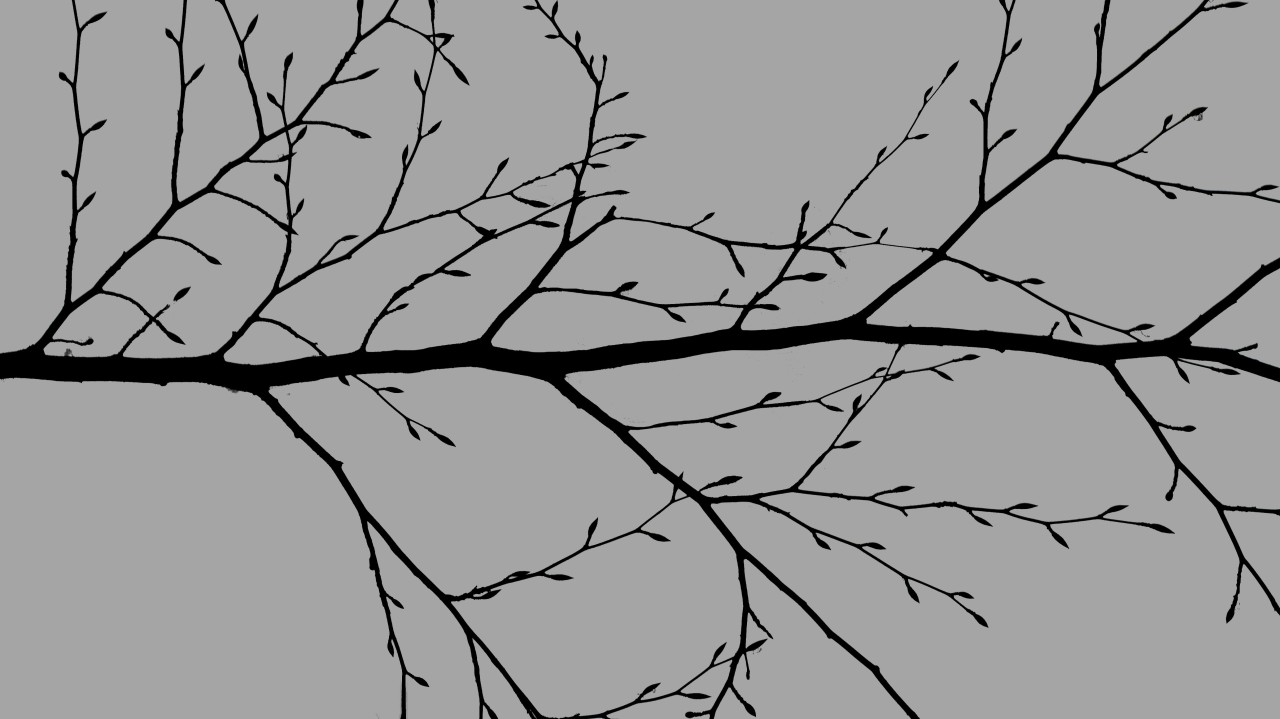 tree branches